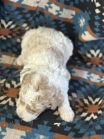 Gray Boy, a male Goldendoodle for sale in Morrison, TN – 3 of 3