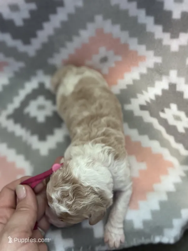 Dark Pink Girl – Goldendoodle puppy for sale in Morrison, TN