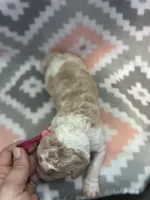 Dark Pink Girl, a female Goldendoodle for sale in Morrison, TN – Photo 1 of 2