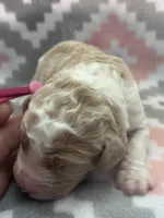 Dark Pink Girl, a female Goldendoodle for sale in Morrison, TN – Photo 2 of 2