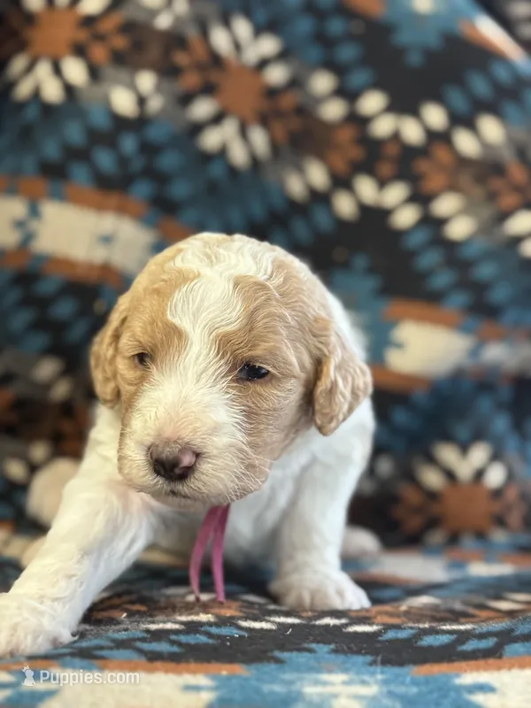 Dark Pink Girl – Goldendoodle puppy for sale in Morrison, TN