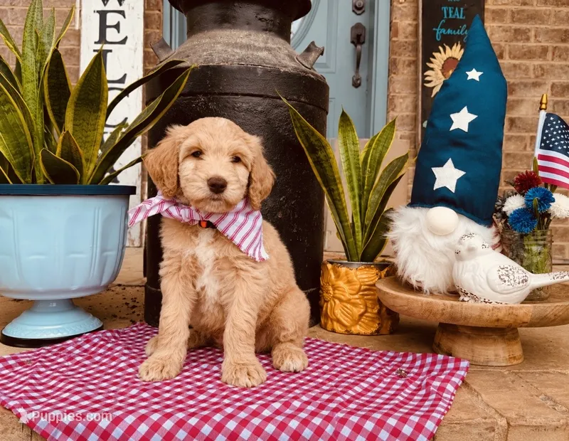 Orange Boy – Goldendoodle puppy for sale in Morrison, TN