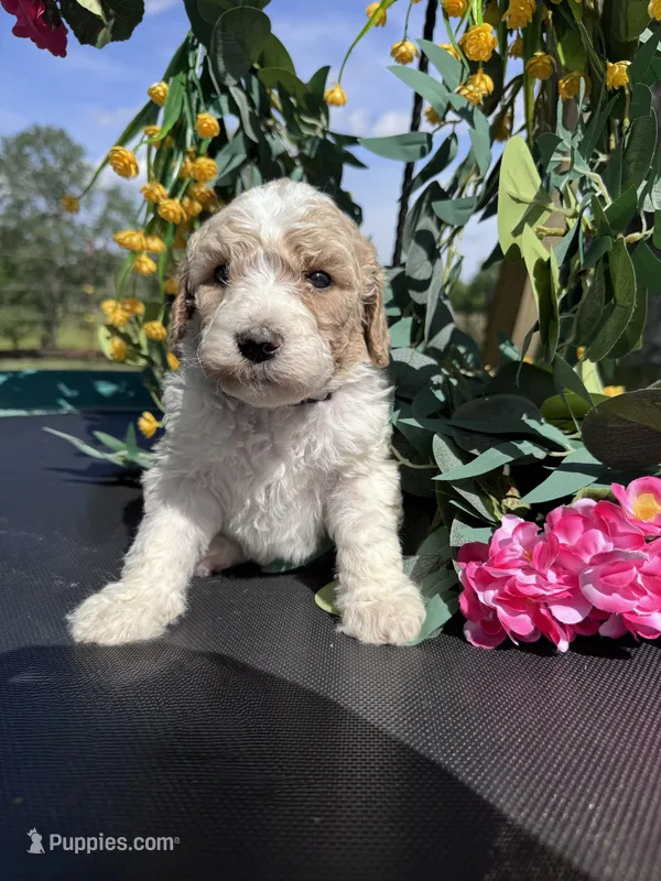 Gray Boy, a male Goldendoodle for sale in Morrison, TN – 1 of 3