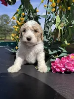 Gray Boy, a male Goldendoodle for sale in Morrison, TN – 1 of 3