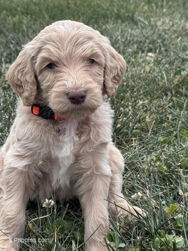 Orange Boy – Goldendoodle puppy for sale in Morrison, TN