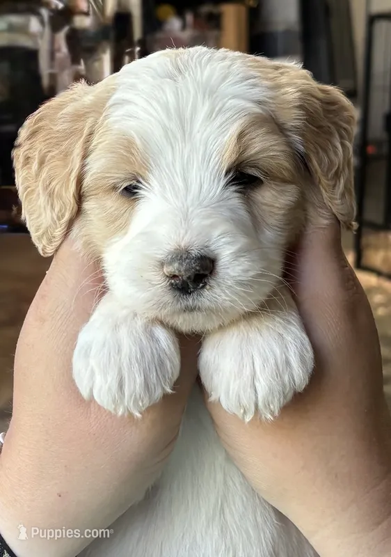 Light Pink Girl – Goldendoodle puppy on hold in Morrison, TN