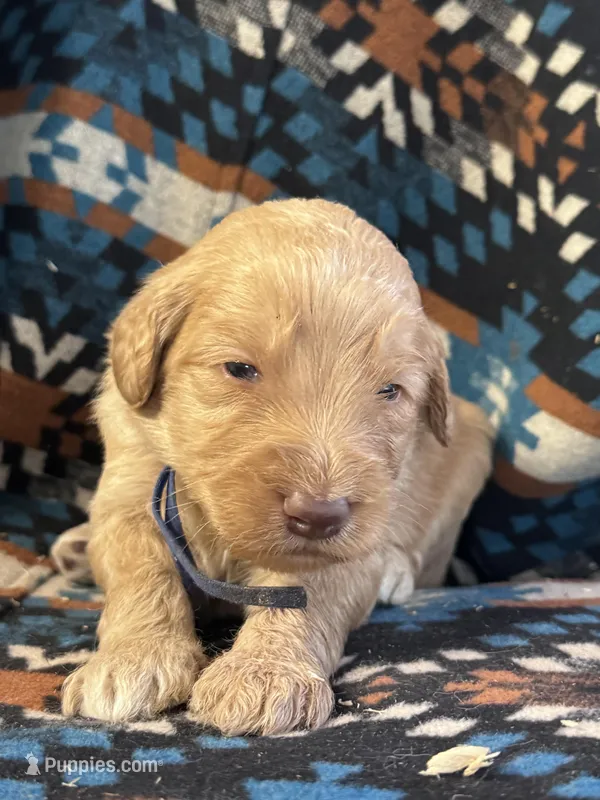 Blue Boy – Goldendoodle puppy for sale in Morrison, TN