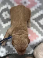 Blue Boy, a male Goldendoodle for sale in Morrison, TN – Photo 2 of 2