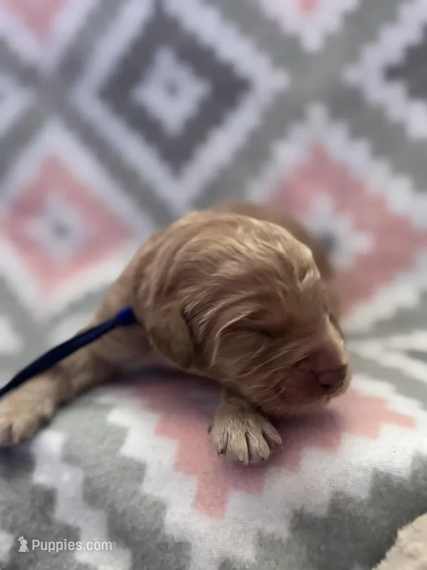 Blue Boy – Goldendoodle puppy for sale in Morrison, TN