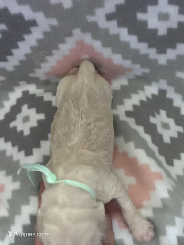 Turquoise Girl – Goldendoodle puppy for sale in Morrison, TN