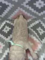 Turquoise Girl, a female Goldendoodle for sale in Morrison, TN – Photo 1 of 2