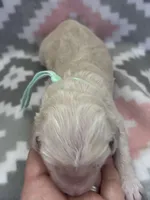 Turquoise Girl, a female Goldendoodle for sale in Morrison, TN – Photo 2 of 2