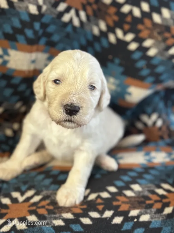 Turquoise Girl – Goldendoodle puppy for sale in Morrison, TN