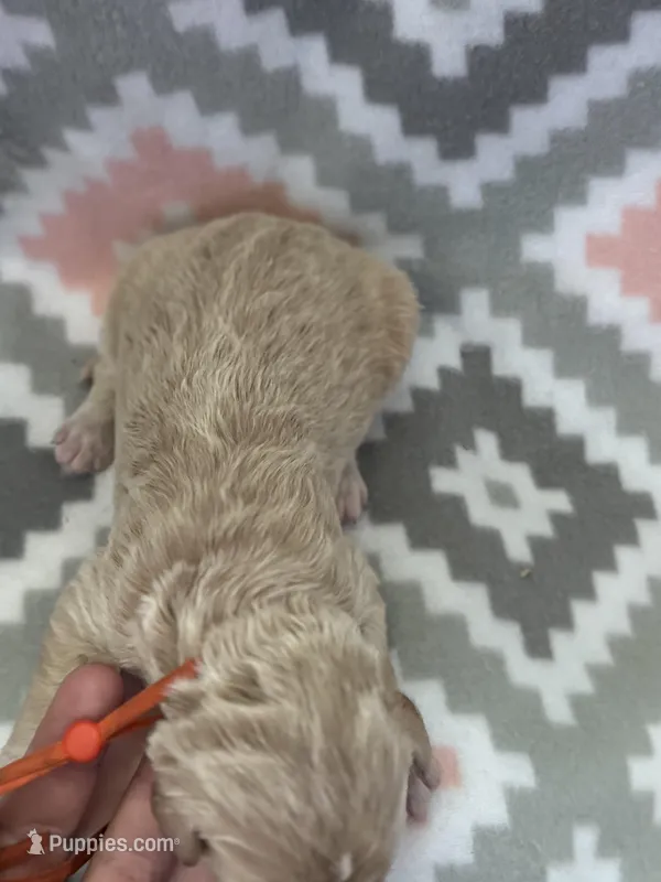 Orange Boy – Goldendoodle puppy for sale in Morrison, TN