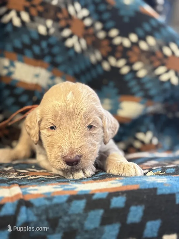 Orange Boy – Goldendoodle puppy for sale in Morrison, TN