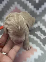 Orange Boy, a male Goldendoodle for sale in Morrison, TN – Photo 2 of 2