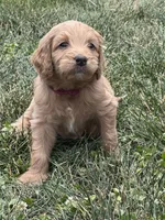 Maroon Boy, a male Goldendoodle for sale in Morrison, TN – 4 of 5