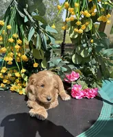 Maroon Boy, a male Goldendoodle for sale in Morrison, TN – 5 of 5