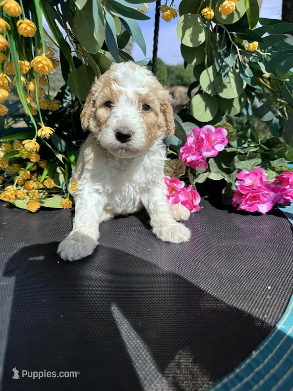Green Boy – Goldendoodle puppy for sale in Morrison, TN
