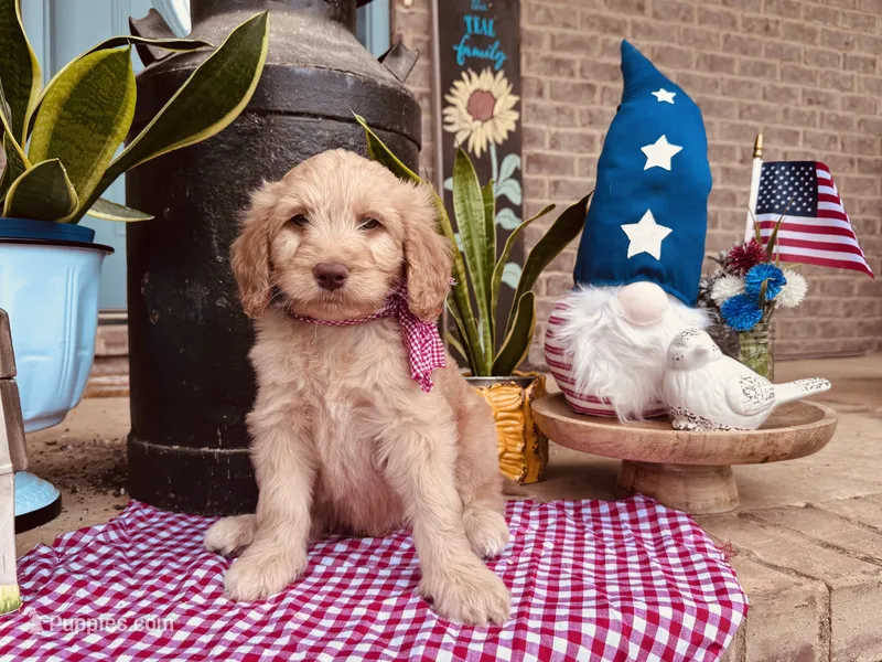 Blue Boy – Goldendoodle puppy on hold in Morrison, TN