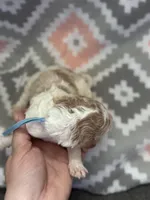 Light Blue Girl, a female Goldendoodle for sale in Morrison, TN – Photo 1 of 2