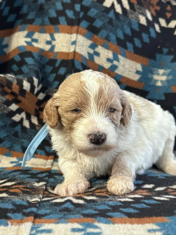 Light Blue Girl – Goldendoodle puppy for sale in Morrison, TN