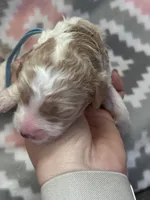 Light Blue Girl, a female Goldendoodle for sale in Morrison, TN – Photo 2 of 2