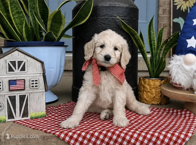 Yellow Boy – Goldendoodle puppy for sale in Morrison, TN