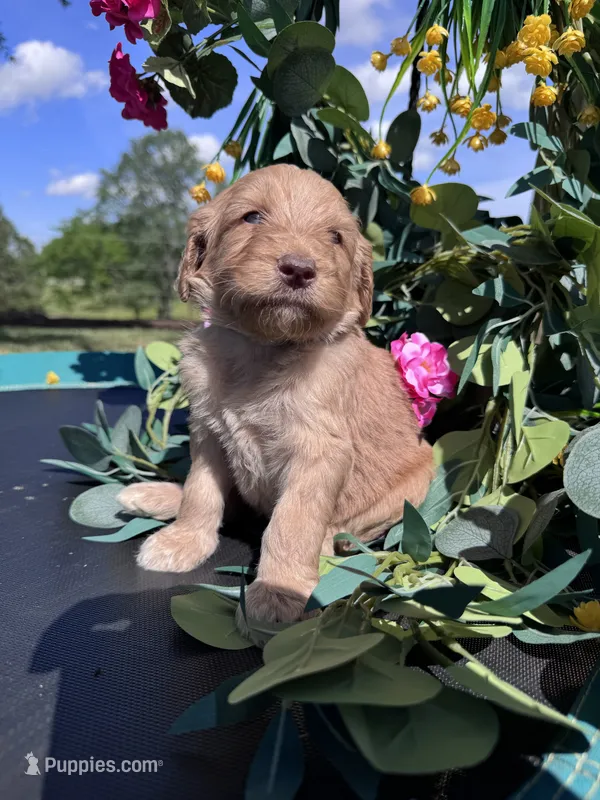 Blue Boy – Goldendoodle puppy for sale in Morrison, TN