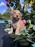Blue Boy, a male Goldendoodle for sale in Morrison, TN – 1 of 3