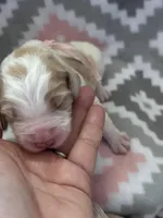 Light Pink Girl, a female Goldendoodle for sale in Morrison, TN – Photo 2 of 2