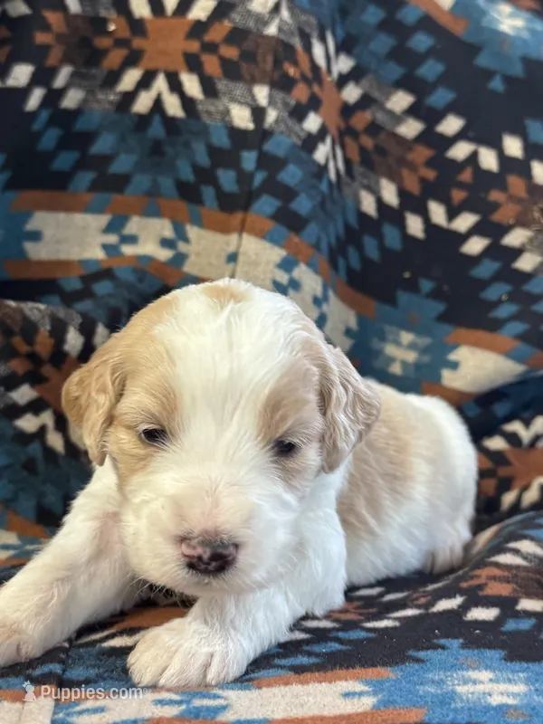 Light Pink Girl – Goldendoodle puppy for sale in Morrison, TN