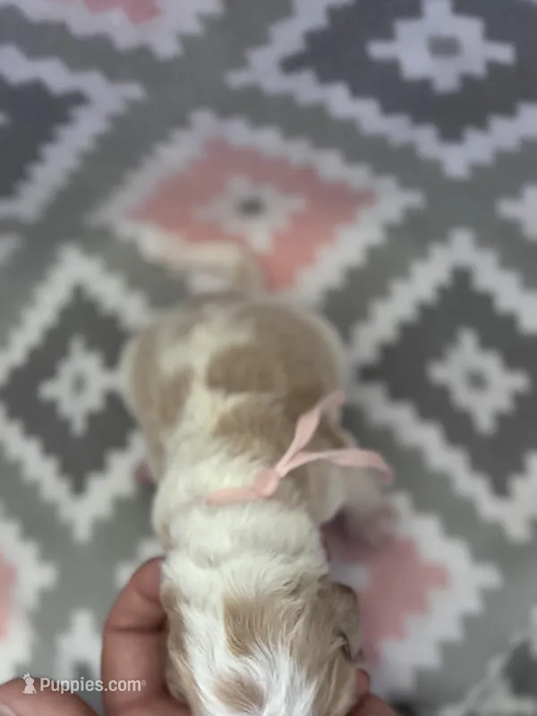 Light Pink Girl – Goldendoodle puppy for sale in Morrison, TN