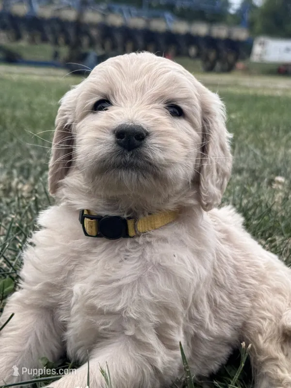Yellow Boy – Goldendoodle puppy for sale in Morrison, TN