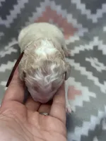 Rose Girl, a female Goldendoodle for sale in Morrison, TN – Photo 2 of 2