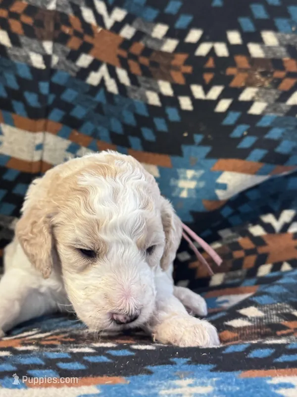 Rose Girl – Goldendoodle puppy for sale in Morrison, TN