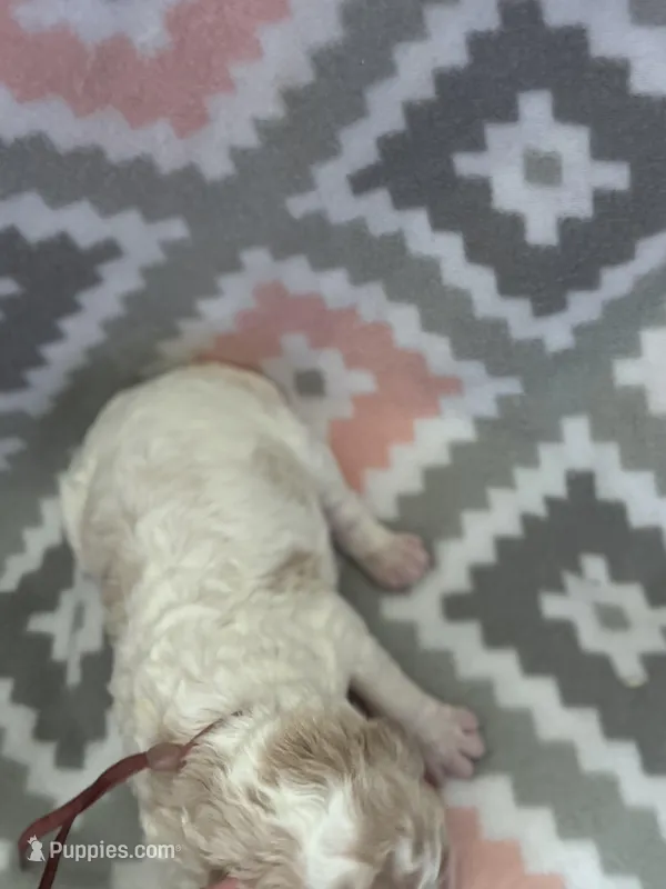 Rose Girl – Goldendoodle puppy for sale in Morrison, TN