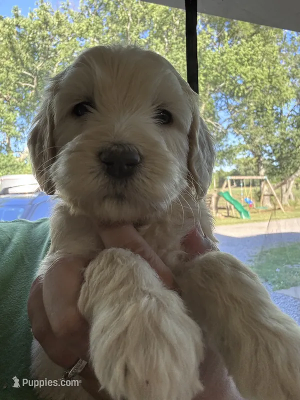 Turquoise Girl – Goldendoodle puppy for sale in Morrison, TN