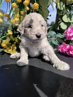 Yellow Boy, a male Goldendoodle for sale in Morrison, TN – 1 of 3