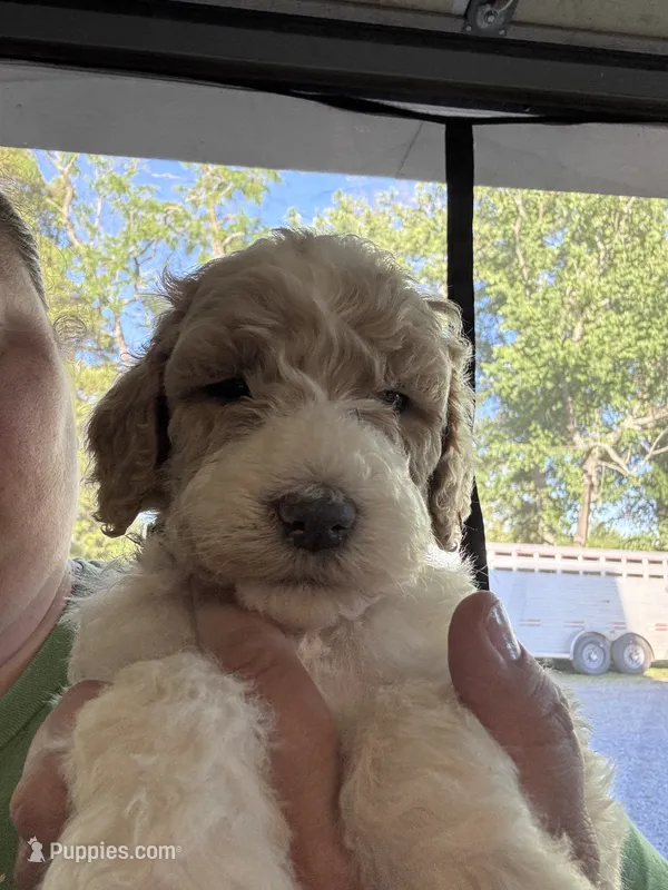 Gray Boy – Goldendoodle puppy for sale in Morrison, TN