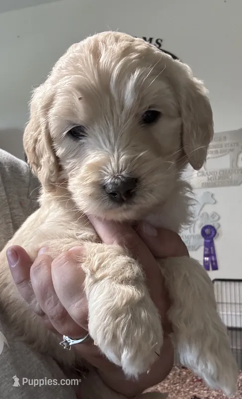 Yellow Boy – Goldendoodle puppy for sale in Morrison, TN