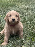 Maroon Boy, a male Goldendoodle for sale in Morrison, TN – 3 of 5