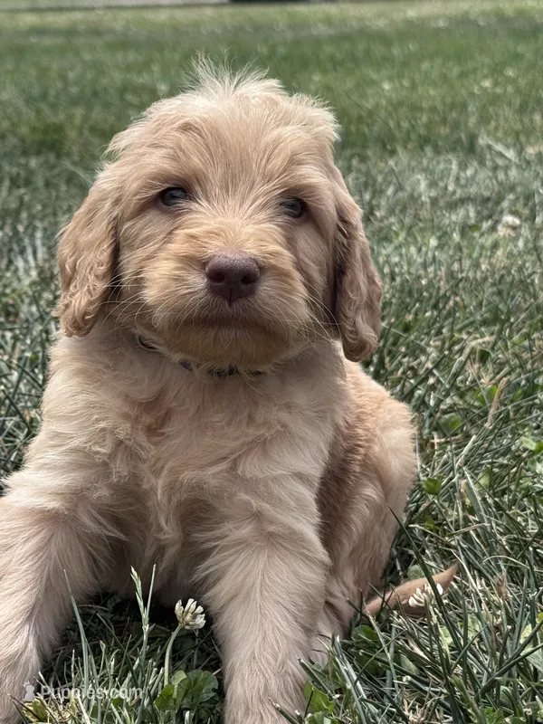 Blue Boy – Goldendoodle puppy for sale in Morrison, TN