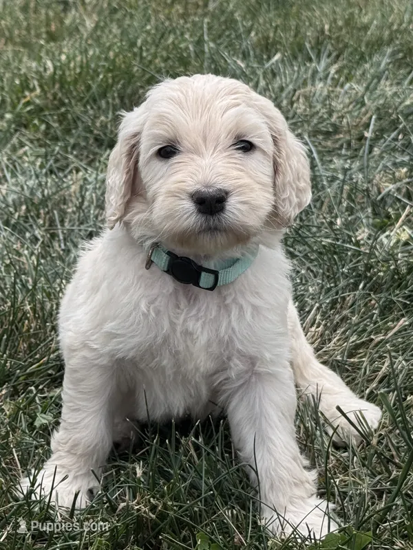 Turquoise Girl – Goldendoodle puppy for sale in Morrison, TN