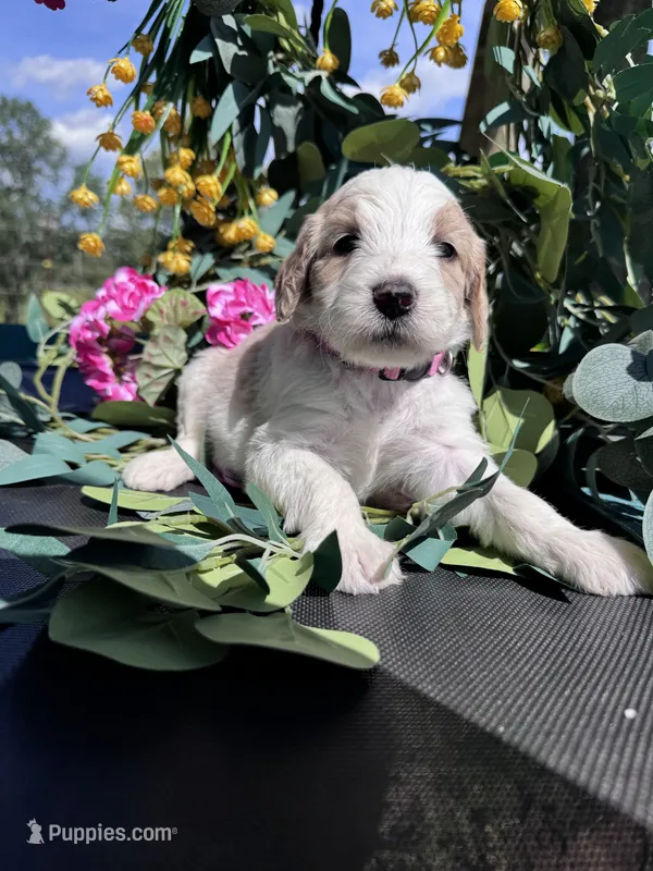 Light Pink Girl – Goldendoodle puppy for sale in Morrison, TN