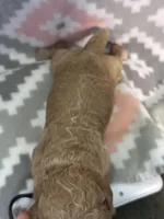 Purple Girl, a female Goldendoodle for sale in Morrison, TN – Photo 2 of 2