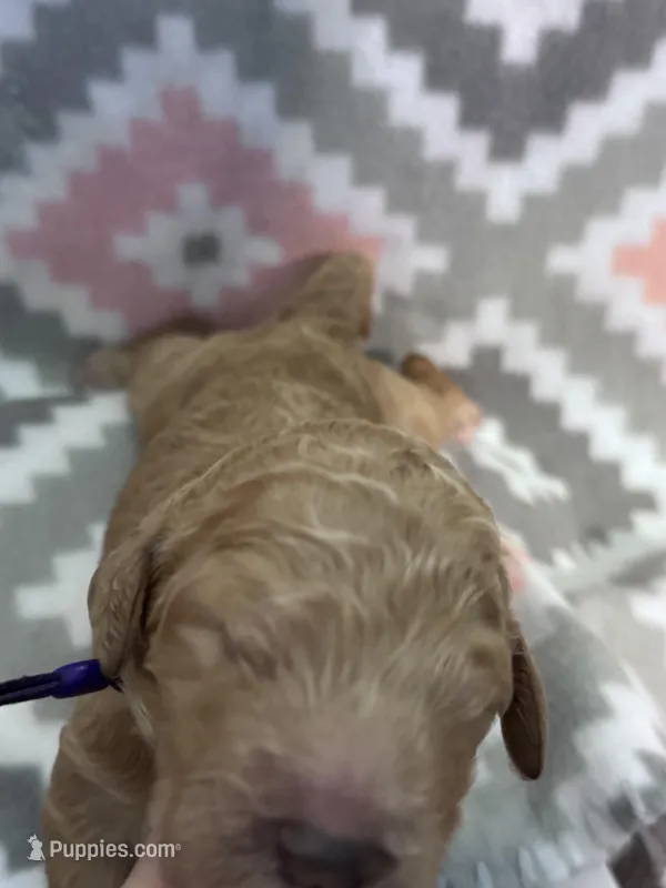 Purple Girl – Goldendoodle puppy for sale in Morrison, TN