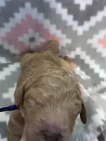 Purple Girl, a female Goldendoodle for sale in Morrison, TN – Photo 1 of 2