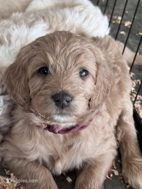 Maroon Boy – Goldendoodle puppy for sale in Morrison, TN