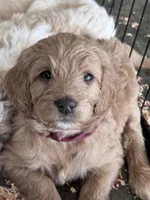 Maroon Boy, a male Goldendoodle for sale in Morrison, TN – 1 of 5